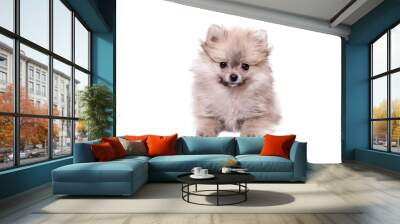 pomeranian puppy the age of 2 month isolated on white Wall mural