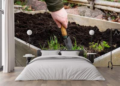 Close up person holding a hand trowel in a planter box filled with organic soil and a few plants of parsley and chive growing in the wooden box outdoors in the garden. Wall mural