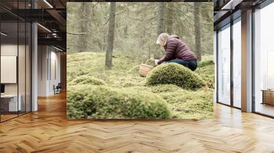 Woman in warm outdoor jacket with a basket picking mushrooms in the forest. Photo taken in Sweden. Wall mural