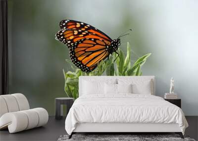 Monarch Butterfly on a Plant Wall mural