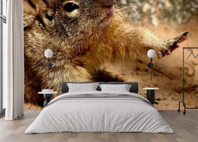 Squirrel Taking a Morning Stretch Wall mural