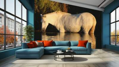 Wild Horse in Sunrise Light  Wall mural