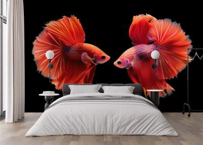 Beautiful movement of red betta fish, Two Fancy Halfmoon Betta, The moving moment beautiful of Siamese Fighting fish, Betta splendens, Rhythmic of Betta fish isolated on black background Wall mural