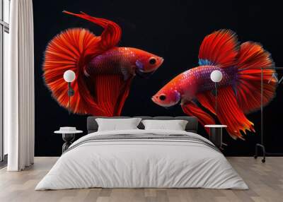 Beautiful movement of red betta fish, Two Fancy Halfmoon Betta, The moving moment beautiful of Siamese Fighting fish, Betta splendens, Rhythmic of Betta fish isolated on black background Wall mural