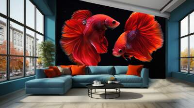 Beautiful movement of red betta fish, Two Fancy Halfmoon Betta, The moving moment beautiful of Siamese Fighting fish, Betta splendens, Rhythmic of Betta fish isolated on black background Wall mural