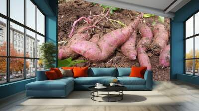 freshly sweet potatoes tuber(ipomea batatas) Wall mural