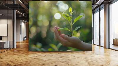 A woman's hand holds a growing plant. Beautiful blurred abstract green nature background. Wall mural