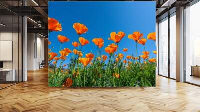 A breathtaking field of bright orange California poppies in full super bloom, stretching as far as the eye can see under a clear blue sky. The vibrant colors of the flowers contrast sharply  Wall mural