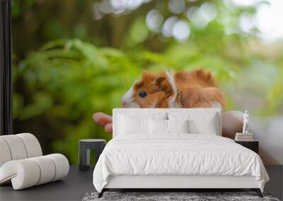 Guinea pig in hand Wall mural