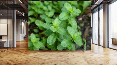 Fresh peppermint in the vegetable plot background. Close up beautiful mint, peppermint. Wall mural