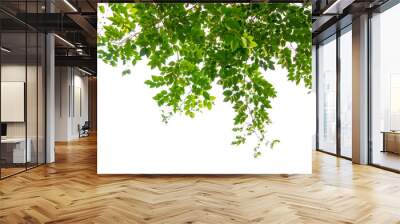 green tree branch isolated Wall mural