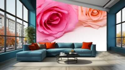 beautiful pink and orange rose flower isolated on white background Wall mural