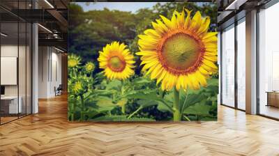 beautiful sunflower blossom blooming in nature Wall mural