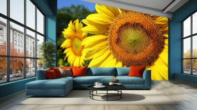 beautiful sunflower blossom blooming in nature Wall mural