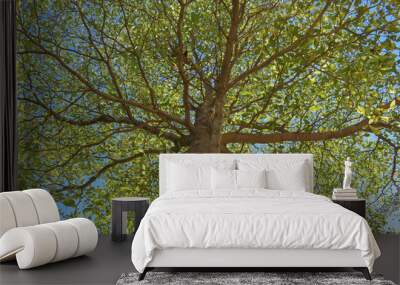 green leaf branchs of big tree in nature Wall mural