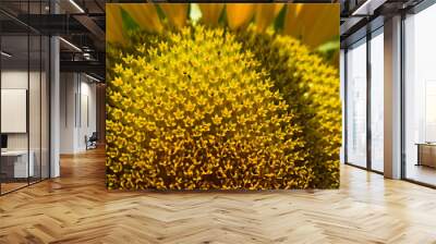 macro pattern flower of sunflower blossom blooming in morning Wall mural