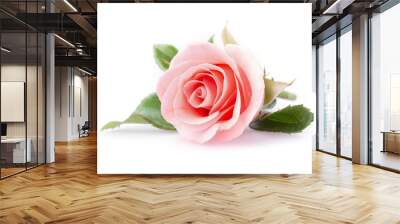 pink rose flower on white background Wall mural