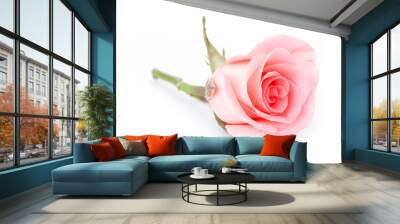 pink rose flower on white background Wall mural