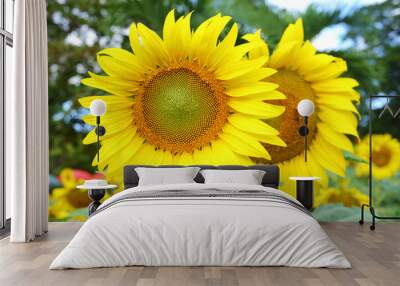 sunflower blooming in nature garden, beautiful yellow flower blossom in morning day of springtime Wall mural