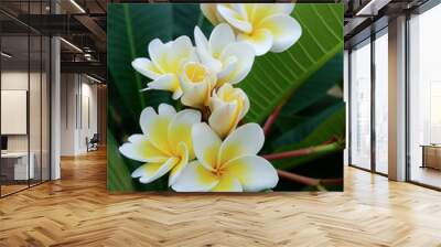 white frangipani tropical flower, plumeria flower fresh blooming Wall mural