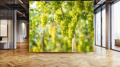 Green grapes on the vine in the vineyard. Vine and bunch of white grapes in garden the vineyard. grape farm in the north of Thailand. Wall mural