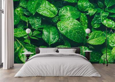 Nature green leaves with raindrop background texture Wall mural