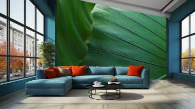 Close up Abstract Leaf  texture background Wall mural