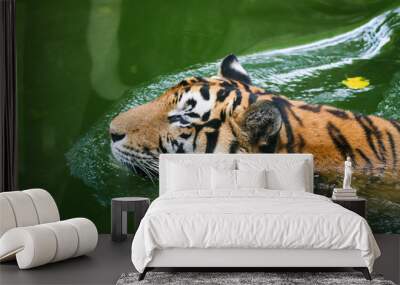 Closeup portrait of a swimming indochinese tiger Wall mural