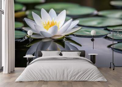 A close-up of a water lily floating serenely on a pond, with its soft petals reflecting in the still water and surrounded by lily pads. Wall mural