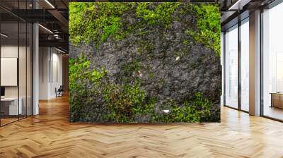 green moss background texture beautiful in nature Wall mural