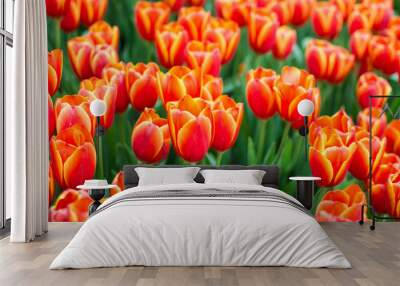 Field of orange tulips Wall mural