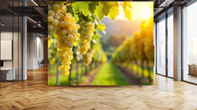 White grapes hanging on vines in a sunlit vineyard , green, white, grape, field, vineyard, sunlight, hanging, vines, harvest Wall mural