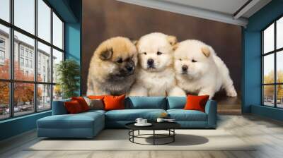 fluffy chow-chow puppy(40 day) Wall mural