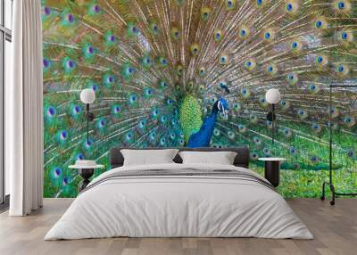 Peacock with feather detail, peacock wallpaper Wall mural