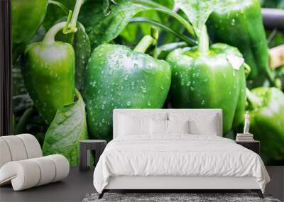 pepper plant with fruits after watering Wall mural