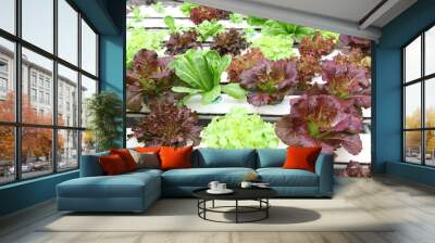 Organic hydroponic vegetable farm  Wall mural