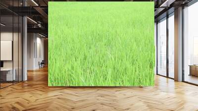 The beautiful landscape of rice fields in Thailand.  Wall mural