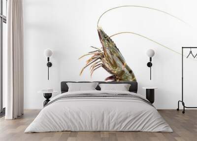 Black tiger shrimp on white background isolated with clipping path Wall mural