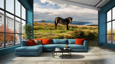 Wild pony grazing on Bossington Hill, Exmoor, Somerset, south west England Wall mural