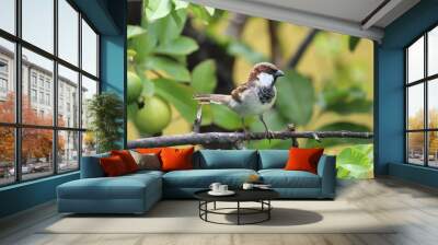 little cute male house sparrow  on green guava tree Wall mural