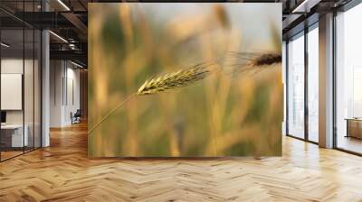 Meeting of two wheat ears on a meadow Wall mural