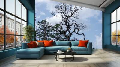 tree on blue sky Wall mural