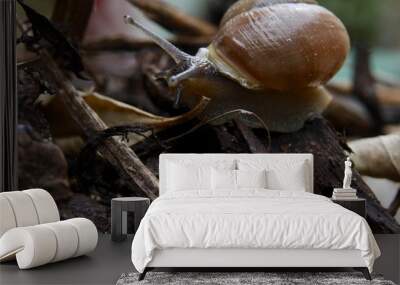 Snail Wall mural