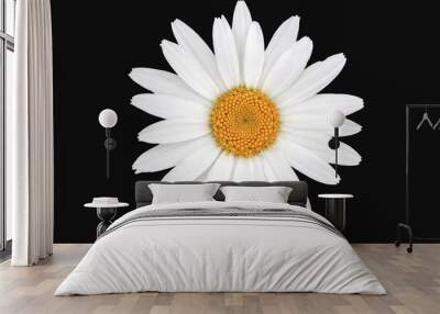 White and yellow daisy isolated with black background Wall mural