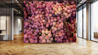 Ripe Merlot or Cabernet Sauvignon red wine grapes ready to harvest in Pomerol, Saint-Emilion wine making region, France, Bordeaux Wall mural