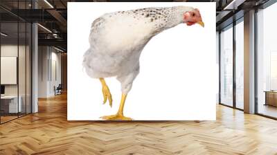 one white chicken isolated on white background, studio shoot Wall mural