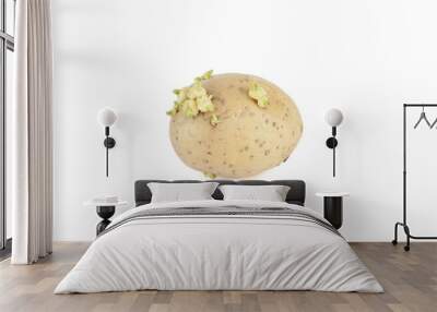 Sprouted potato with green buds isolated on white background. Wall mural