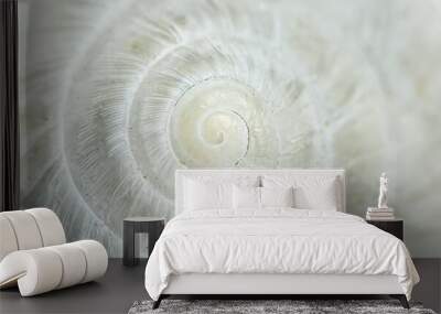 White Circular shell closeup of small snail Wall mural