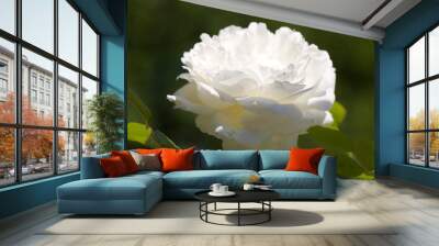 Weiße Rose Wall mural