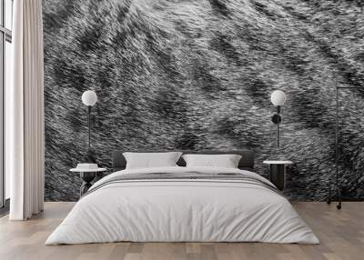 Cat fur texture spotted black and white Wall mural